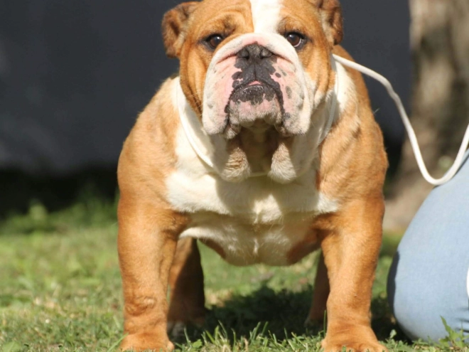 Bulldogge Welpe kaufen