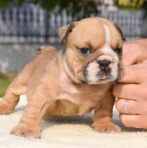 Perros Bulldog en venta