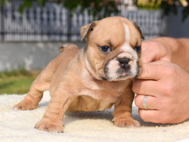 Perros Bulldog en venta