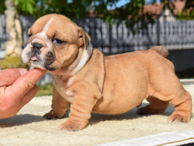 Perros Bulldog en venta