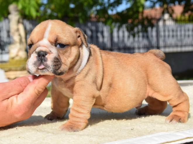 Perros Bulldog en venta