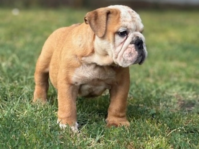 Bulldog puppy for sale
