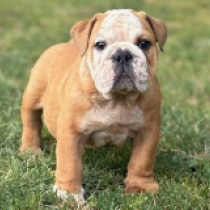 Damien, brown white Bulldog for sale
