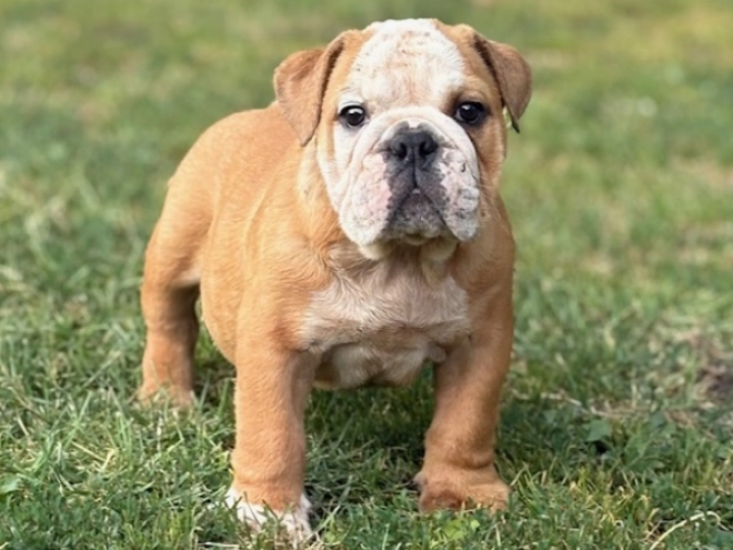 Bulldog puppy for sale
