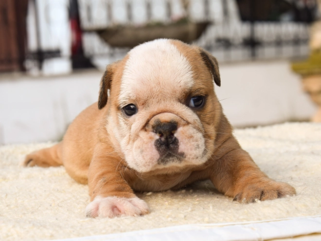 Bulldogge Welpe kaufen