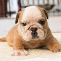 Damien, brown white Bulldog en venta