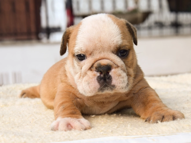 Bulldogge Welpe kaufen
