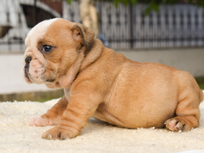 Bulldogge Welpe kaufen