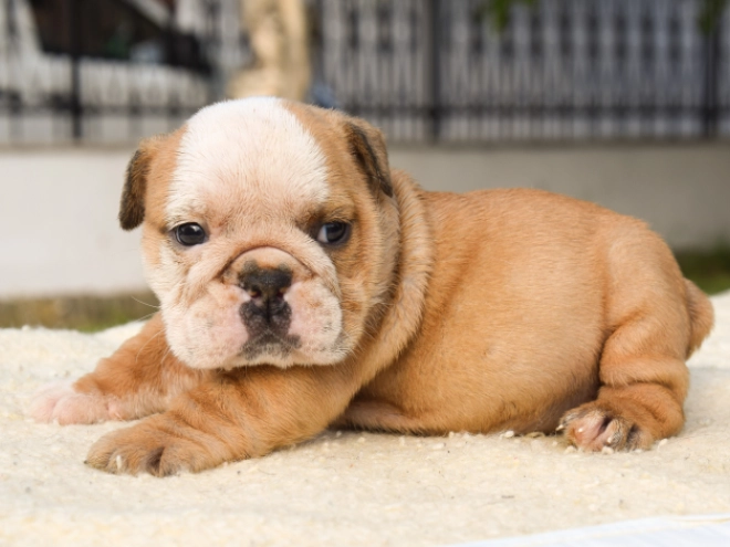 Bulldogge Welpe kaufen