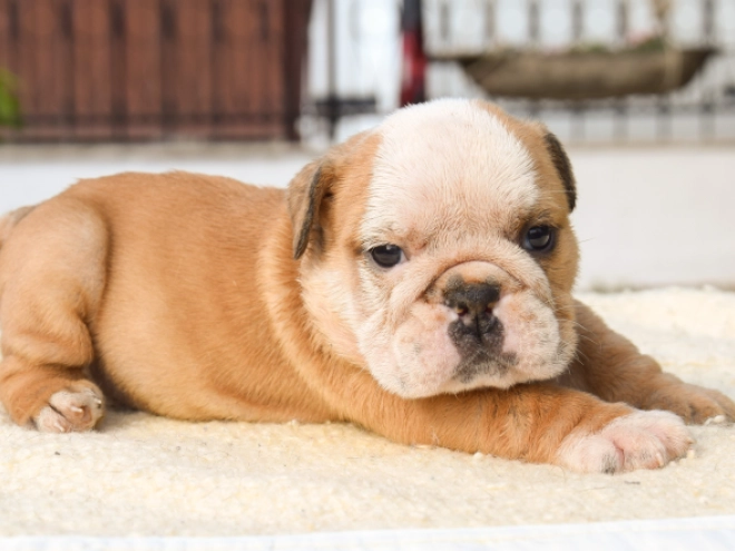 Bulldogge Welpe kaufen