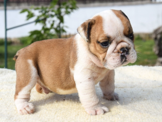 Perros Bulldog en venta