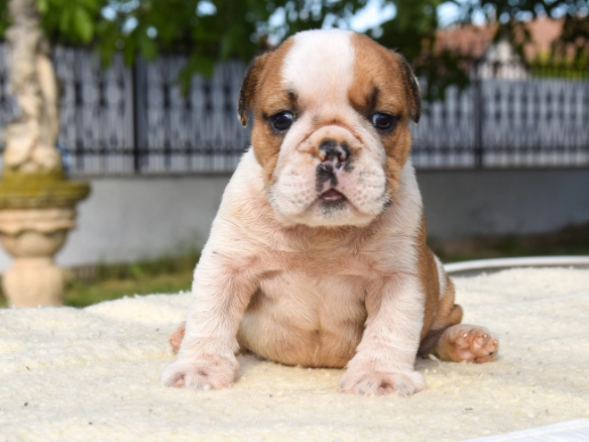 Perros Bulldog en venta