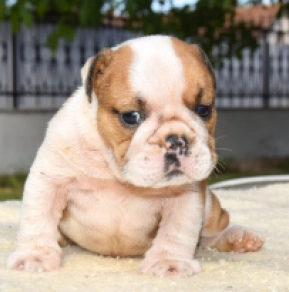 Perros Bulldog en venta