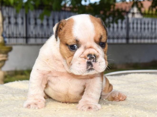 Perros Bulldog en venta