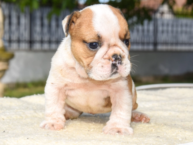 Perros Bulldog en venta