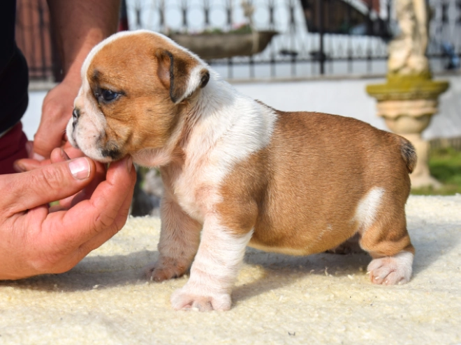 Perros Bulldog en venta