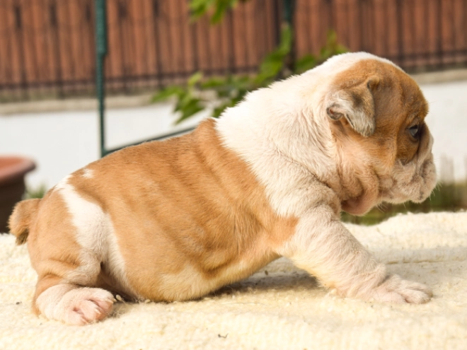 Perros Bulldog en venta