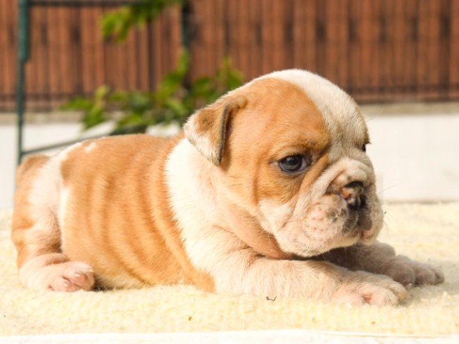 Perros Bulldog en venta