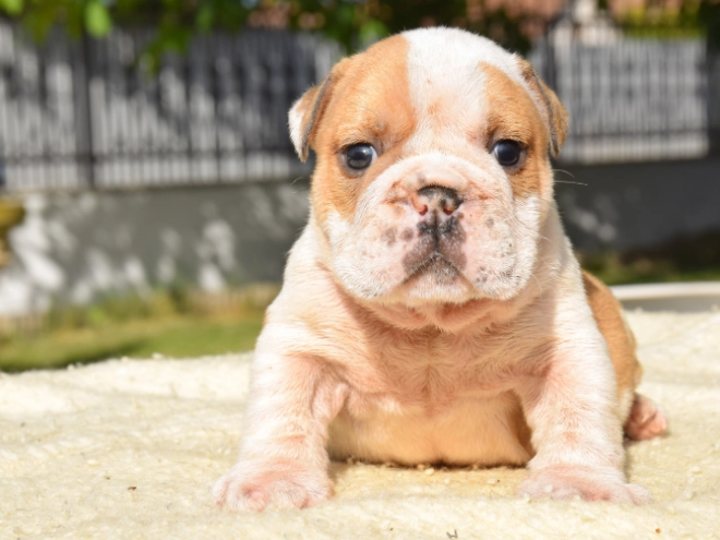 Perros Bulldog en venta