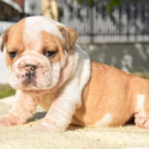 Alfred the Great, brown white Bulldog for sale