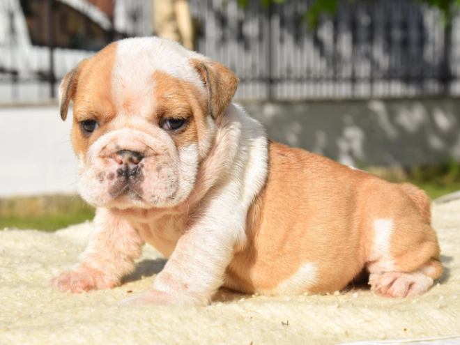 Perros Bulldog en venta