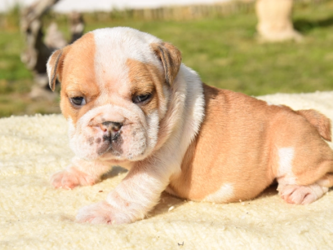 Perros Bulldog en venta