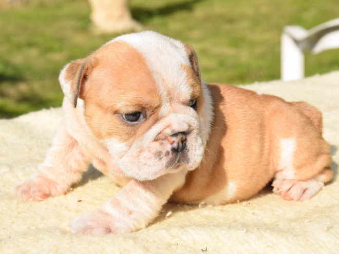 Perros Bulldog en venta