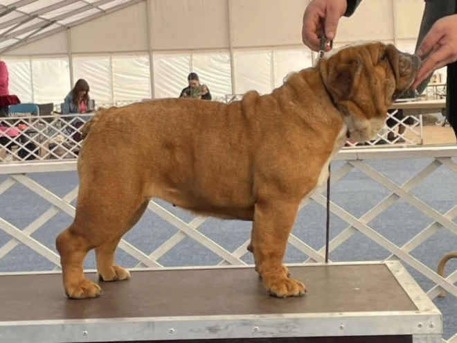 Perros Bulldog en venta