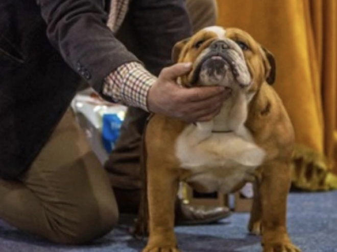 Perros Bulldog en venta