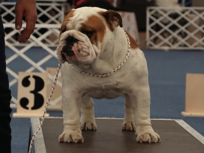 Perros Bulldog en venta