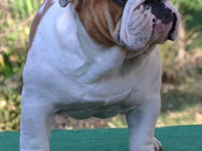 Perros Bulldog en venta