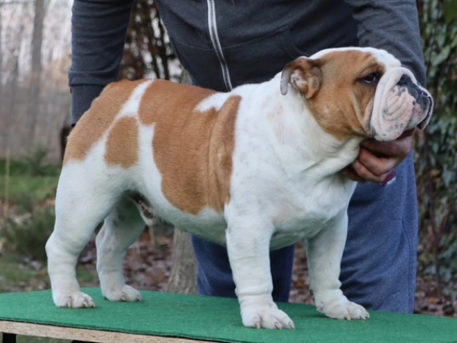 Perros Bulldog en venta