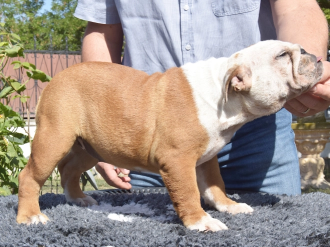 Bulldog puppy for sale