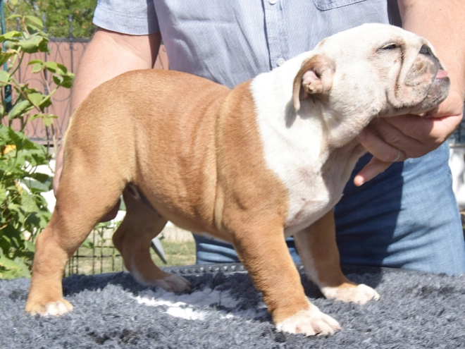 Bulldog puppy for sale