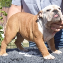 Zia, red and white Bulldogge Welpen kaufen