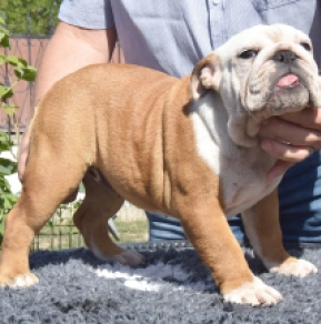 Bulldog puppy for sale