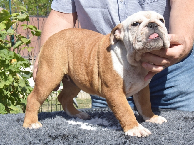 Bulldog puppy for sale