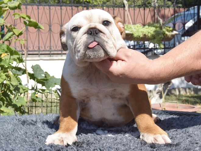 Bulldog puppy for sale