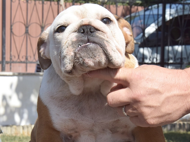 Bulldog puppy for sale