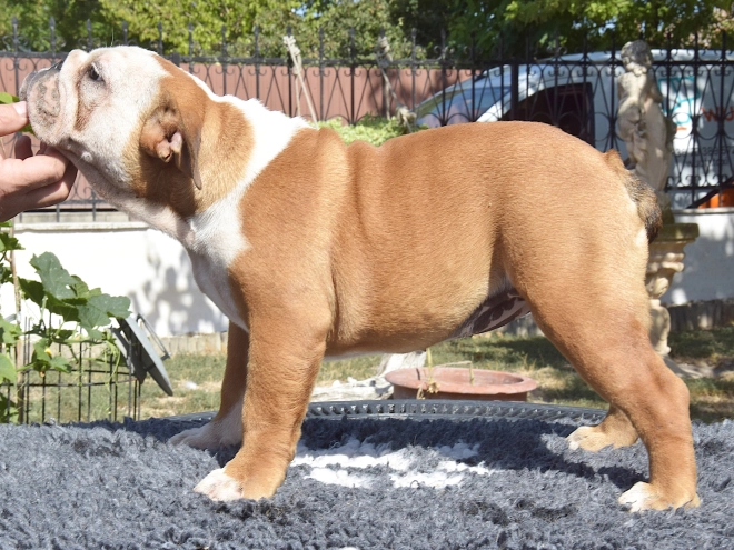 Bulldog puppy for sale