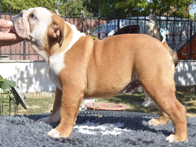 Bulldog puppy for sale