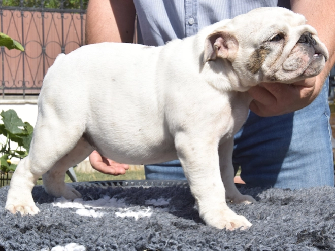 Bulldog puppy for sale