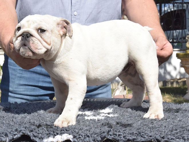 Bulldog puppy for sale