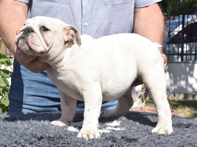 Bulldog puppy for sale