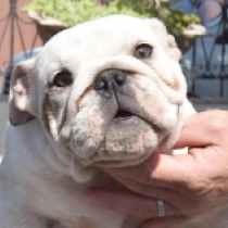 Zara, white with brindle markings Bulldogge Welpen kaufen
