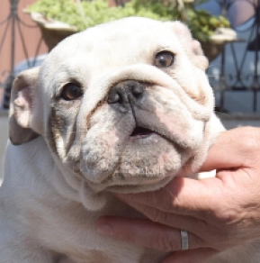 Bulldog puppy for sale