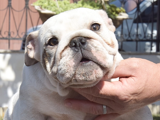 Bulldog puppy for sale