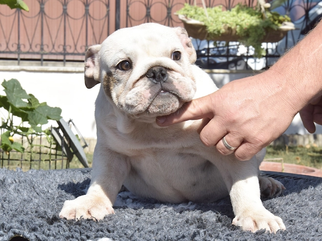 Bulldog puppy for sale