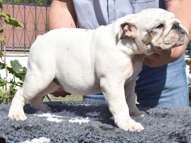 Bulldog puppy for sale