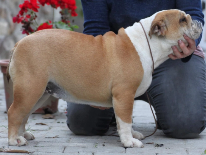 Bulldog puppy for sale